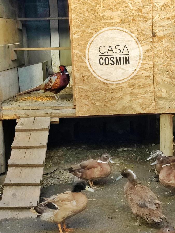 Hotel Casa Cosmin Cincu Esterno foto